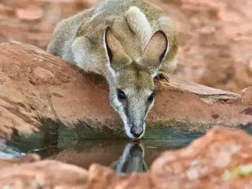 wallaby drinking at waterhole in red rock.