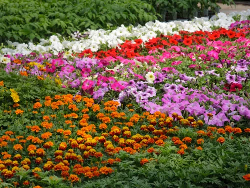 Abstract,Of,Array,Of,Bedding,Plants,In,Greenhouse.