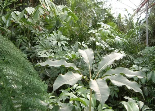 Tropical plants in a greenhouse.