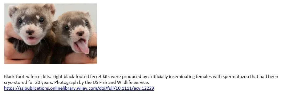 Black-footed Ferret Kits