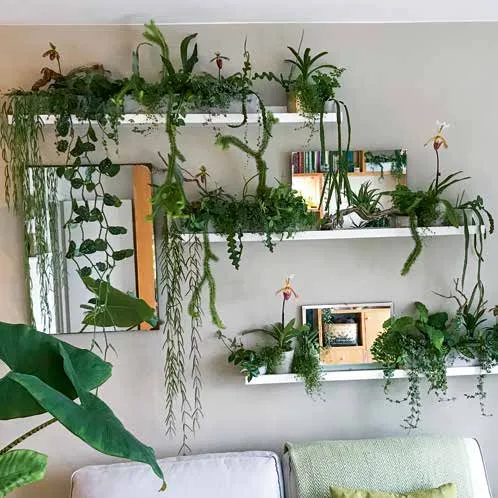 Interior (Indoor) Plant 1
