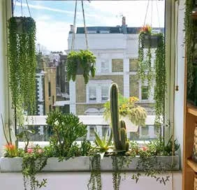 Interior (Indoor) Plant 3