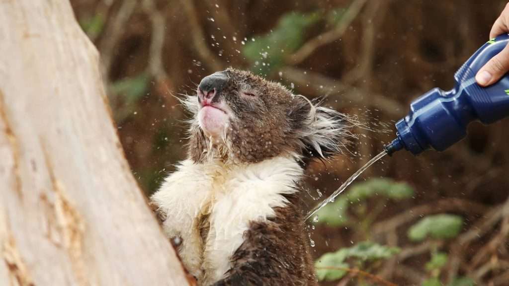 australia summer animal