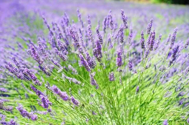 Study herbal online course.