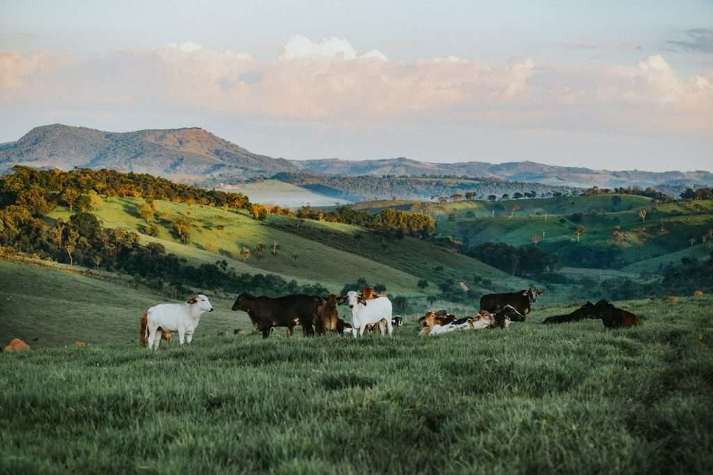 Animal Husbandry