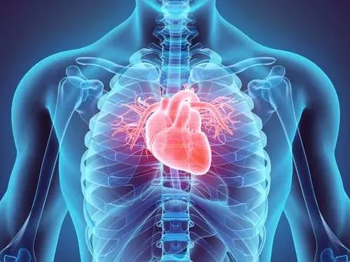 Anatomy and Physiology D (Cardiorespiratory Performance)