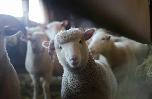 Choosing Sheep Breeds (Short Course)