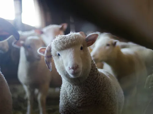 Choosing Sheep Breeds (Short Course)
