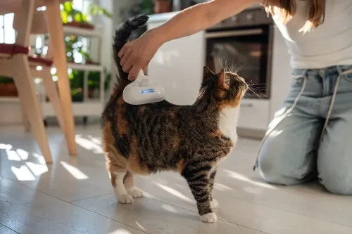 woman caring for cat.