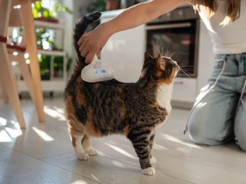 woman caring for cat.