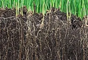 Soil Microbiome