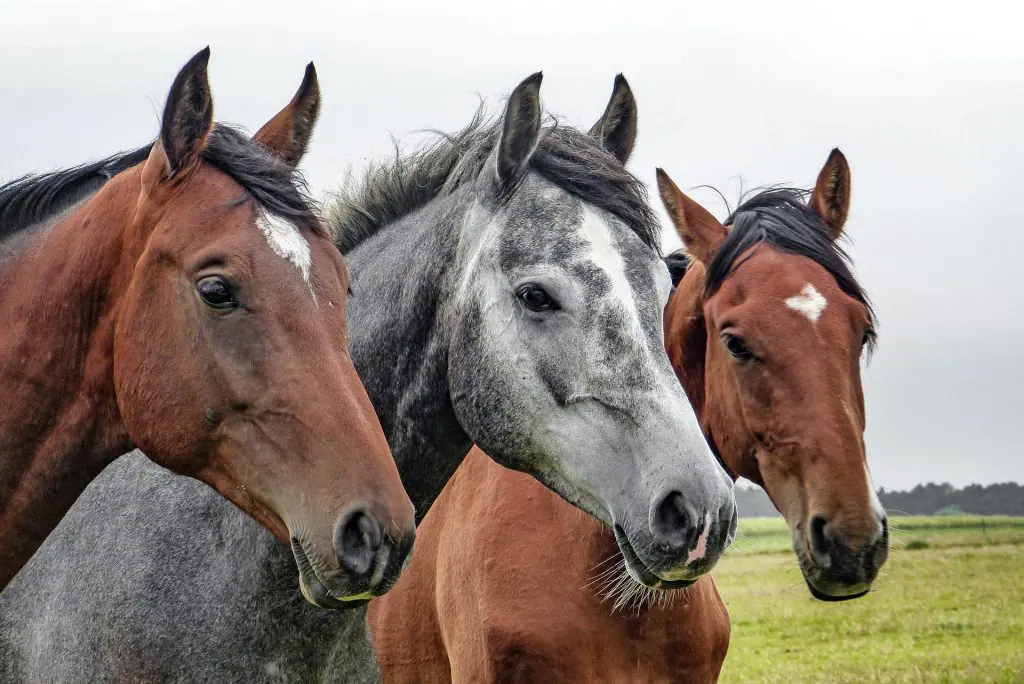 Horse Courses.