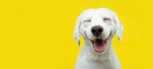 Happy Puppy Dog Smiling On Isolated Yellow Background