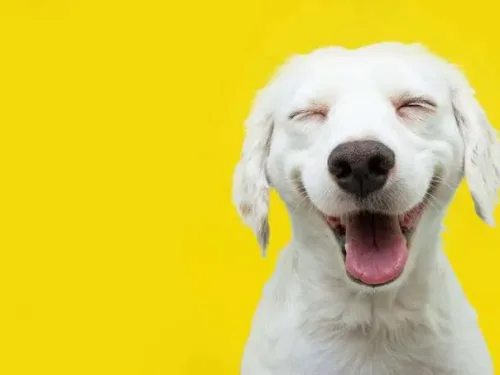 Happy Puppy Dog Smiling On Isolated Yellow Background