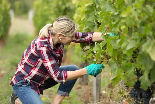 Viticulture & Winemaking Course Bundle