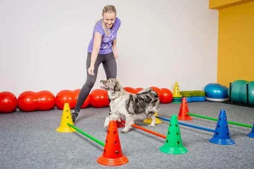 Dog Care, Grooming & Training Course Bundle