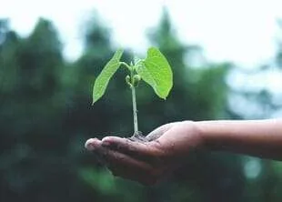 Plant Conservation