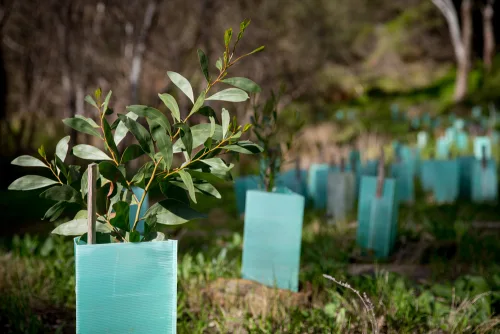 Plant Conservation Online Course