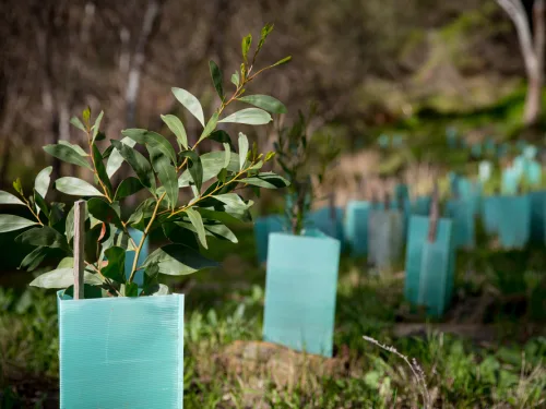 Plant Conservation Online Course