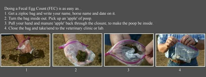 Fecal Sample