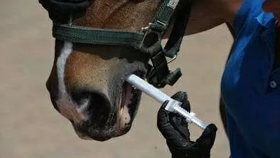 deworming horse