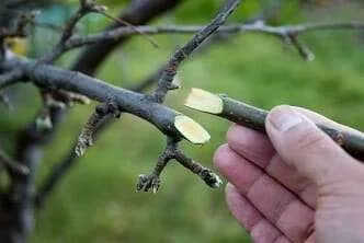 Budding And Grafting