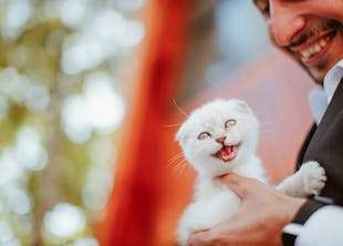 Managing Pet Cats