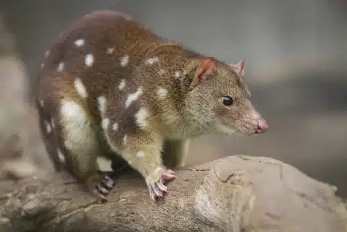 Spotted Quoll.