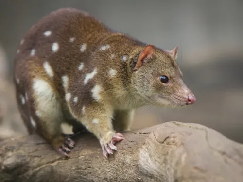 Spotted Quoll.