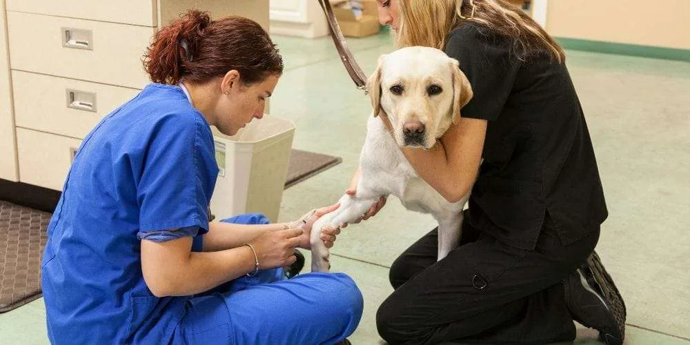 10 Ideas For Growing Your Canine Care Earnings