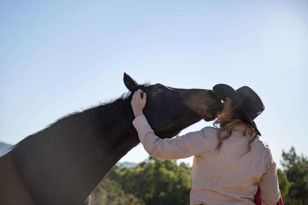 Discover the World of Equine Behaviour Through Online Courses