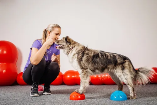 Introduction to Dog Training Course Online