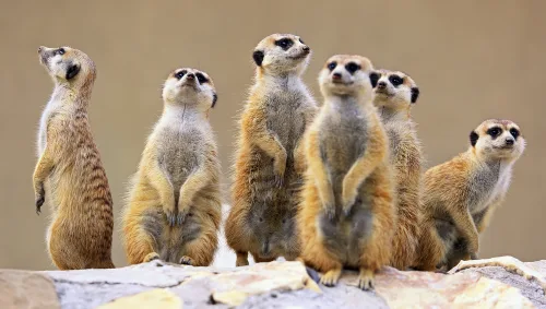 Zoo Keeping Online Course