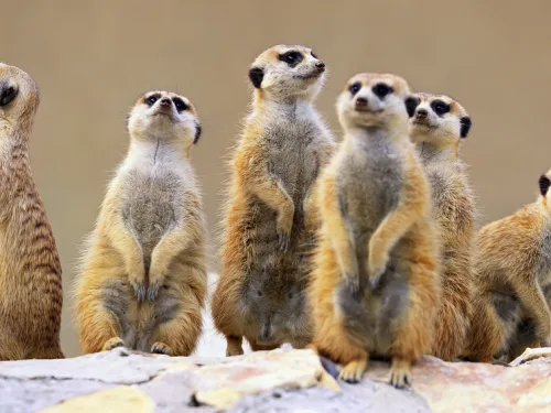 Zoo Keeping Online Course